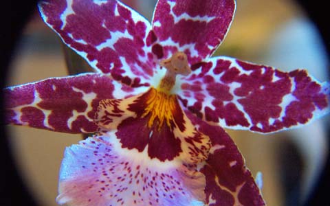 cambria orchidee