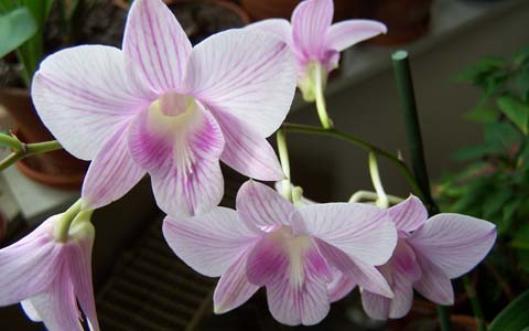 dendrobium orchidee