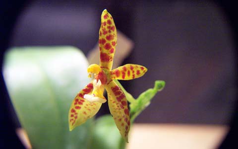 phalaenopsis orchidee
